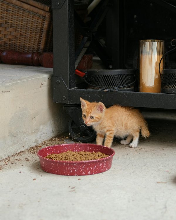 Croquettes pour chat diabétique : comment choisir la meilleure option