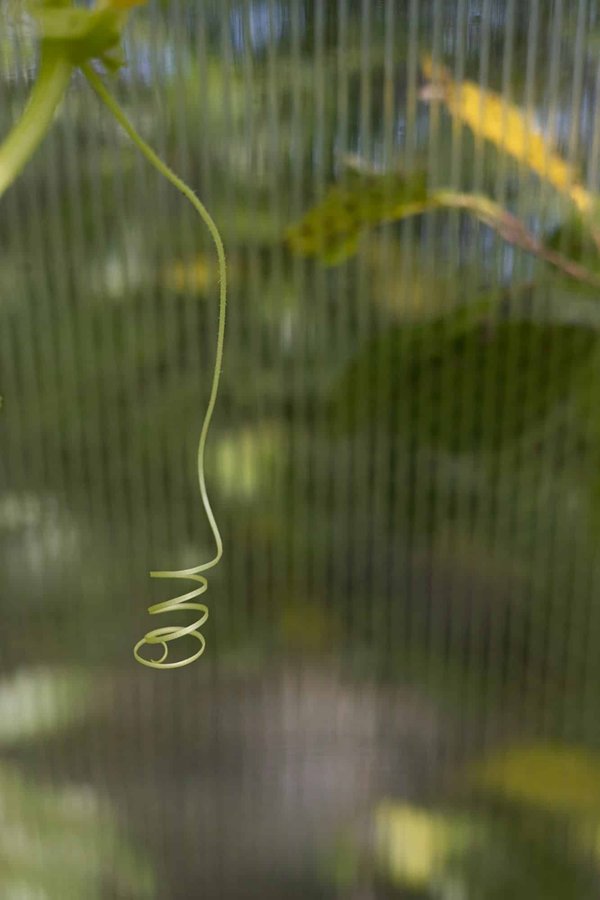 Comment les oiseaux de proie urbains s'adaptent-ils à la présence humaine?