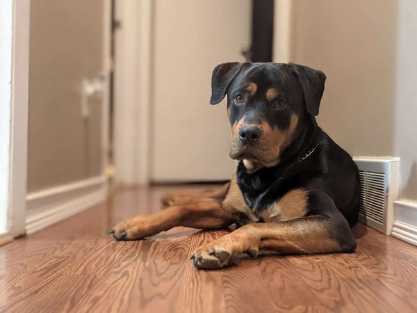 Comment traiter les réactions allergiques chez un chien de race Rottweiler ?