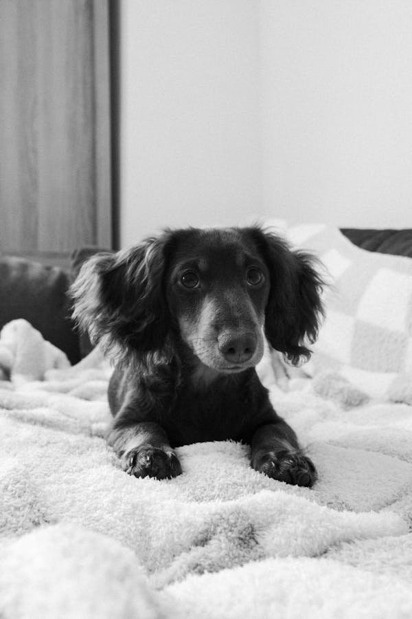 Soin otite pour chien : traitement efficace et naturel